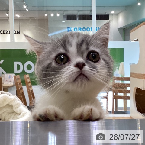 エキゾチックの写真