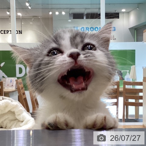 エキゾチックの写真