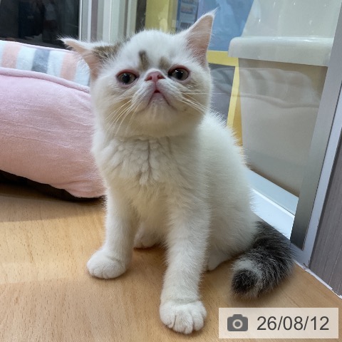 愛知県のエキゾチック (ペットプラス mozoワンダーシティ店/2026年5月24日生まれ/男の子/ブラウンタビーホワイトバン)の子猫の4枚目の画像