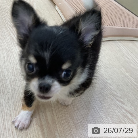 チワワの写真