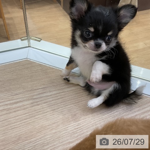 チワワの写真