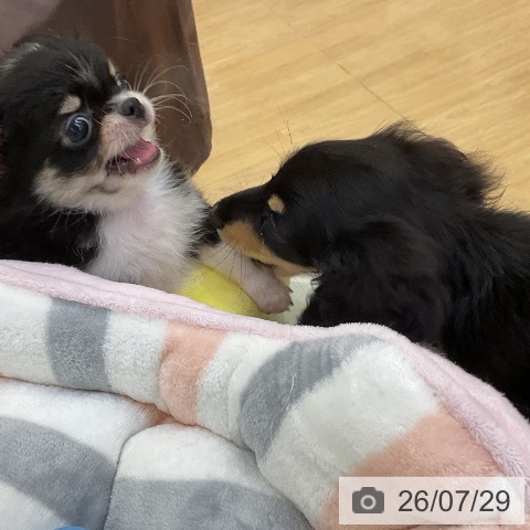 チワワの写真