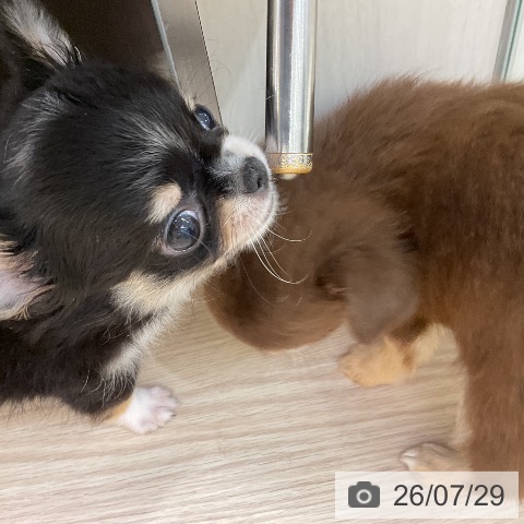 チワワの写真