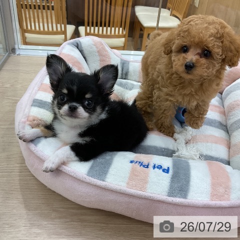 チワワの写真