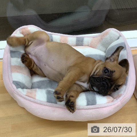 フレンチ・ブルドッグの写真