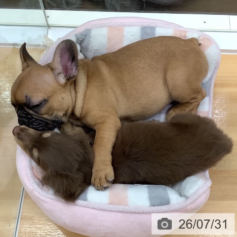 フレンチ・ブルドッグの写真