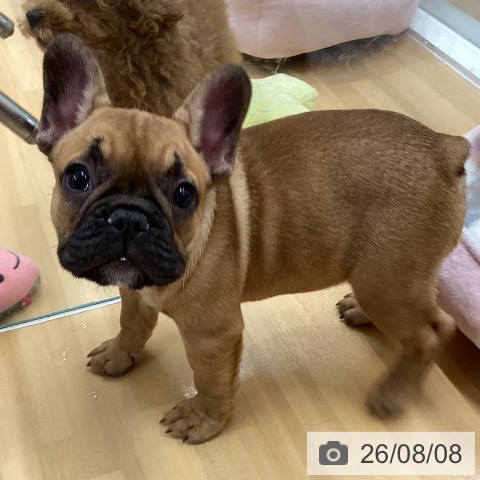 長野県のフレンチブルドッグ (ペットプラス 松本店/2026年5月26日生まれ/女の子/フォーン)の子犬の4枚目の画像