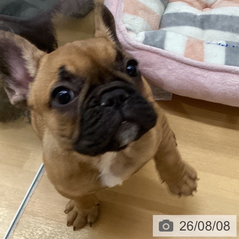 長野県のフレンチブルドッグ (ペットプラス 松本店/2026年5月26日生まれ/女の子/フォーン)の子犬の3枚目の画像