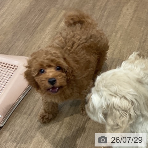 愛知県のトイプードル(トイ) (ペッツワン 東海店/2026年5月25日生まれ/男の子/レッド)の子犬の4枚目の画像