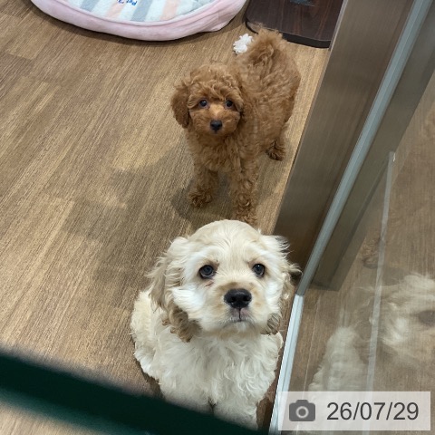 愛知県のトイプードル(トイ) (ペッツワン 東海店/2026年5月25日生まれ/男の子/レッド)の子犬の3枚目の画像