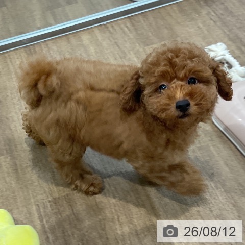 愛知県のトイプードル(トイ) (ペッツワン 東海店/2026年5月25日生まれ/男の子/レッド)の子犬の4枚目の画像