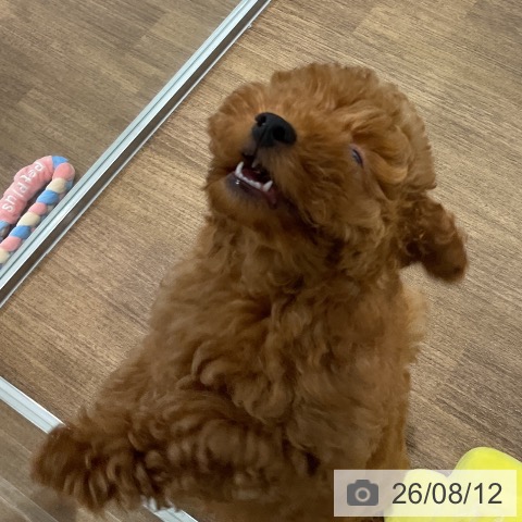 愛知県のトイプードル(トイ) (ペッツワン 東海店/2026年5月25日生まれ/男の子/レッド)の子犬の3枚目の画像