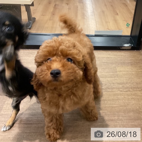 愛知県のトイプードル(トイ) (ペッツワン 東海店/2026年5月25日生まれ/男の子/レッド)の子犬の4枚目の画像