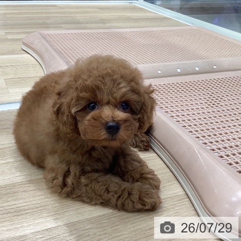 岐阜県のトイプードル(トイ) (ペットプラス 各務原店/2026年5月25日生まれ/女の子/レッド)の子犬の4枚目の画像