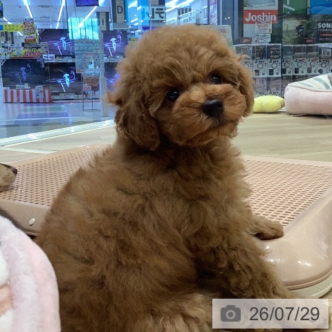 岐阜県のトイプードル(トイ) (ペットプラス 各務原店/2026年5月25日生まれ/女の子/レッド)の子犬の3枚目の画像
