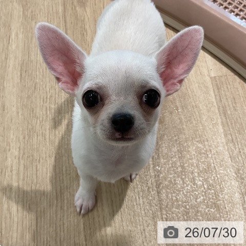 三重県のチワワ(ロング) (ペットプラス 鈴鹿店/2026年5月25日生まれ/男の子/クリーム)の子犬の4枚目の画像