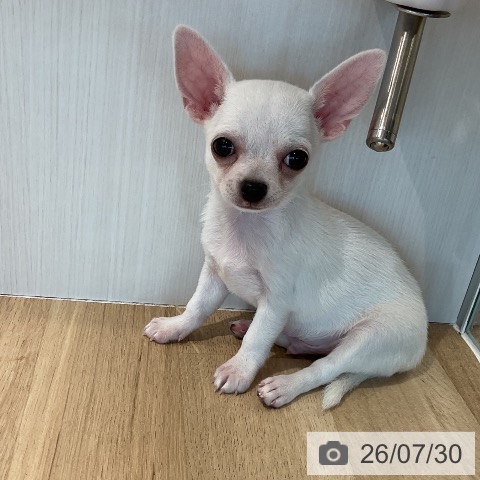 三重県のチワワ(ロング) (ペットプラス 鈴鹿店/2026年5月25日生まれ/男の子/クリーム)の子犬の3枚目の画像