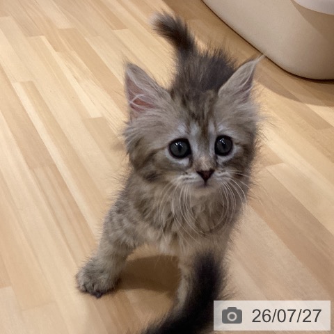 サイベリアンの写真