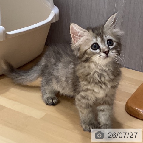 サイベリアンの写真