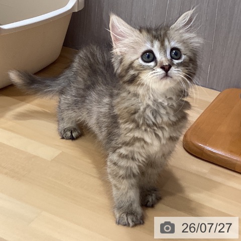 サイベリアンの写真