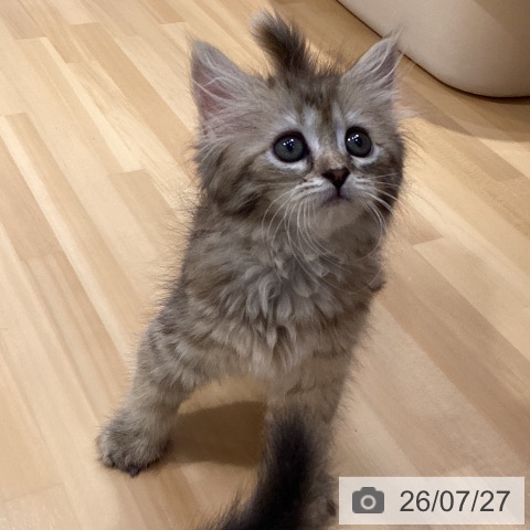 サイベリアンの写真