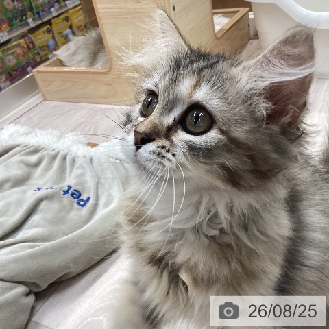 愛知県のサイベリアン (ペットプラス イオンモール長久手店/2026年5月26日生まれ/女の子/ブラウンパッチドタビー)の子猫の3枚目の画像