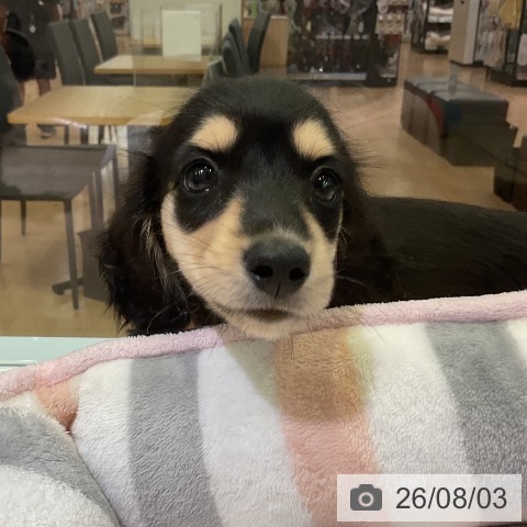 愛知県のミニチュアダックスフンド(ロング) (ペットプラス イオンモール豊川店/2026年5月27日生まれ/男の子/ブラックイエロー)の子犬の3枚目の画像