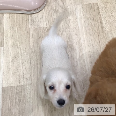 ミニチュア・ダックスフンドの写真