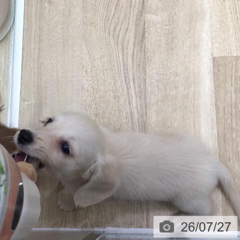 ミニチュア・ダックスフンドの写真