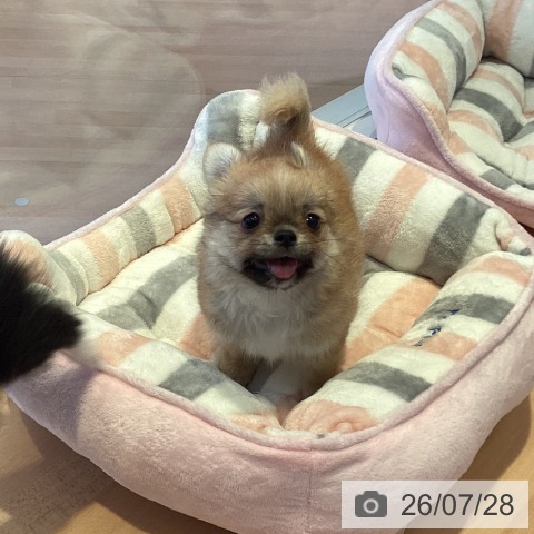 チワワの写真