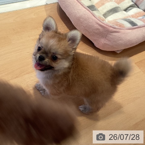 チワワの写真