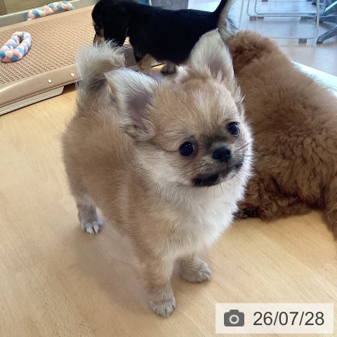 チワワの写真
