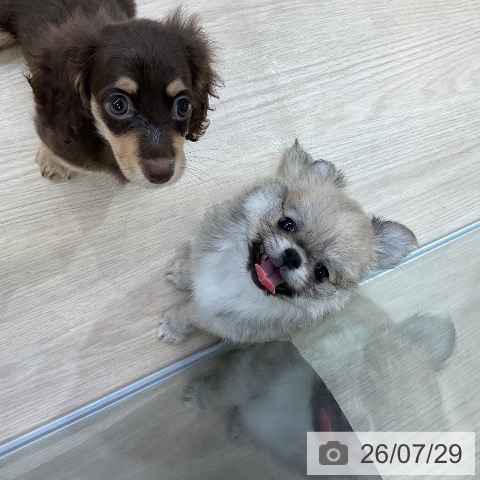 チワワの写真