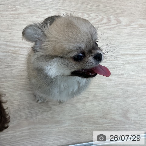 チワワの写真