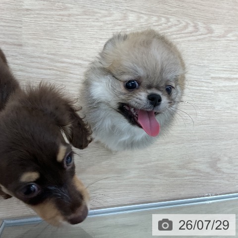 チワワの写真