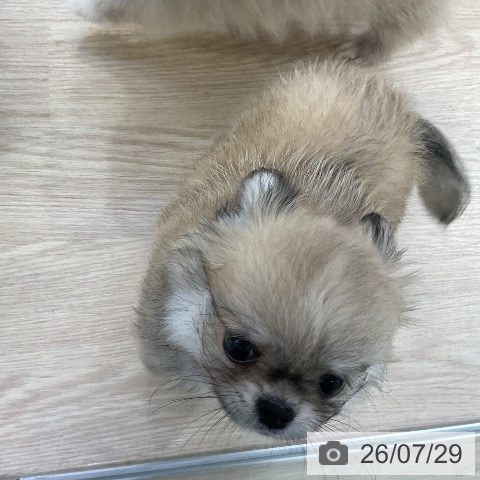 チワワの写真