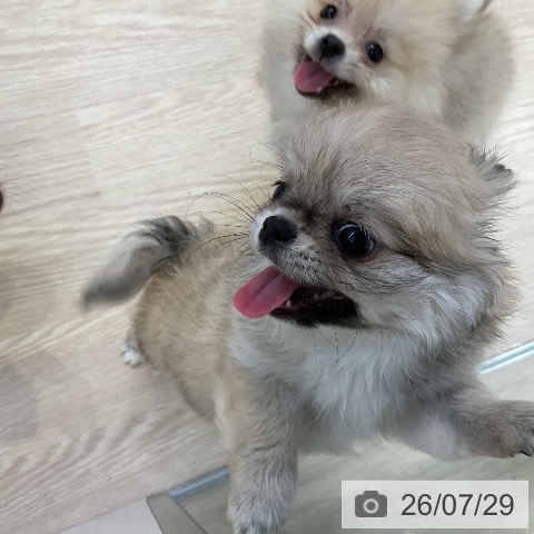 チワワの写真