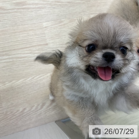 チワワの写真