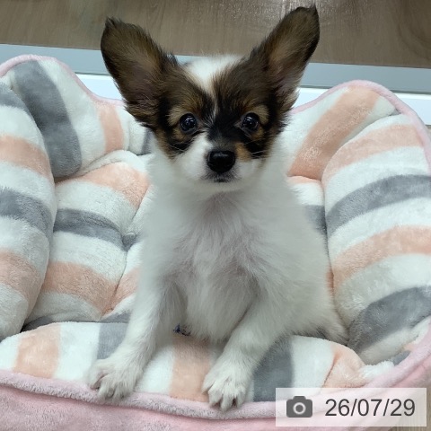 パピヨンの写真