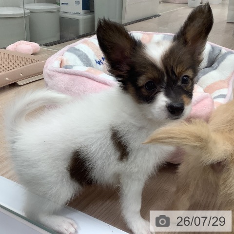 パピヨンの写真