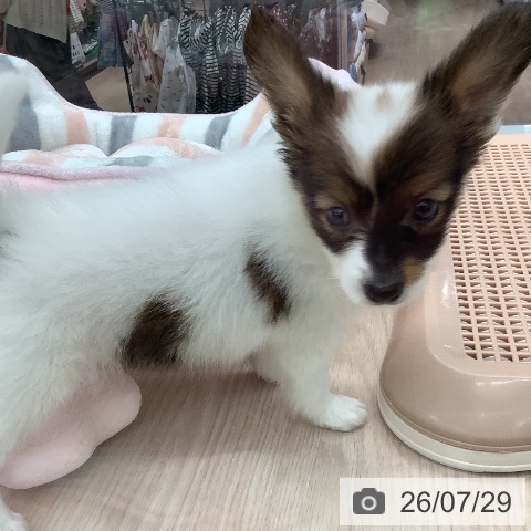 パピヨンの写真