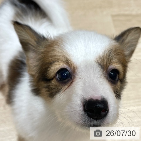 埼玉県のパピヨン (ペットプラス ららぽーと富士見店/2026年5月28日生まれ/女の子/ホワイトブラウン)の子犬の3枚目の画像
