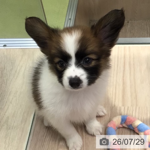 パピヨンの写真