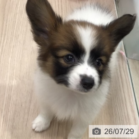パピヨンの写真