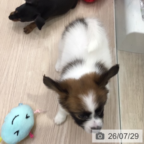 パピヨンの写真