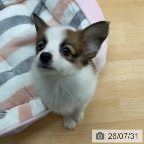 パピヨンの写真