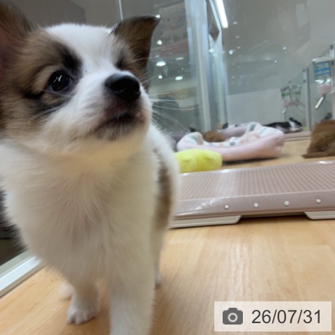 パピヨンの写真