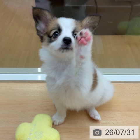 パピヨンの写真