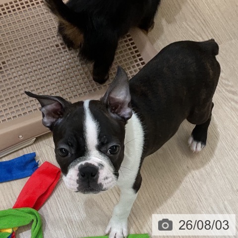 埼玉県のボストンテリア (ペットプラス 上尾店/2026年5月16日生まれ/男の子/ボストンカラー)の子犬の4枚目の画像