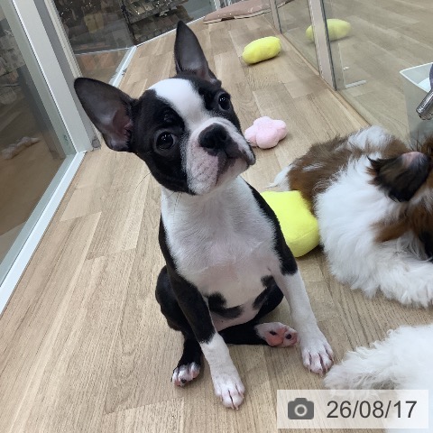 東京都のボストンテリア (ペットプラス 日の出店/2026年5月16日生まれ/女の子/ボストンカラー)の子犬の3枚目の画像